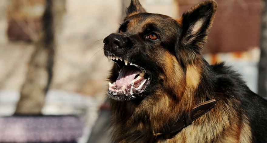 В Баку четырехлетний ребенок погиб в результате нападения собаки