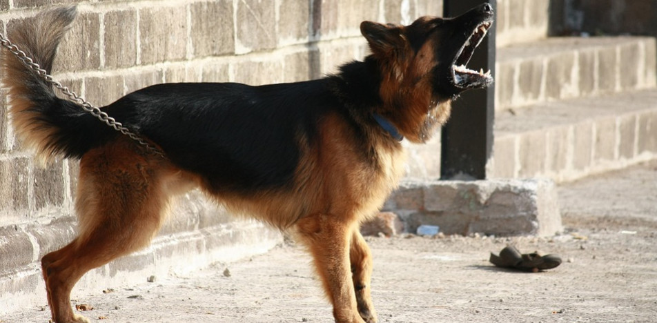 Bakıda it dişləməsindən ölən dörd yaşlı uşaqla bağlı təfərrüat