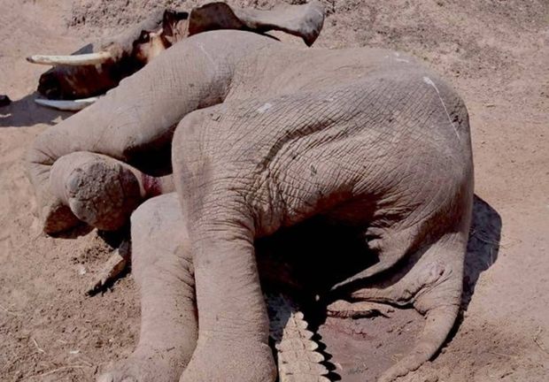 Крокодил и слон схлестнулись в драке и убили друг друга - ФОТО