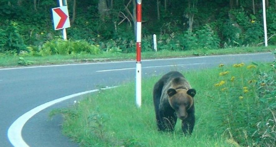 В Японии голодный медведь пришел в город и покалечил четырех человек
