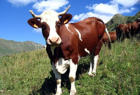 Gəncədə inək sahibini gözsüz qoydu