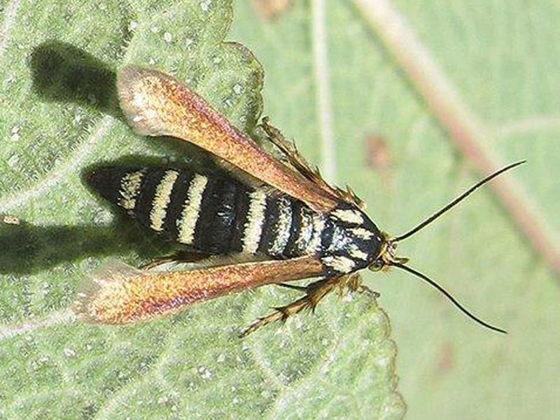 Yeni həşərat növü tapılıb