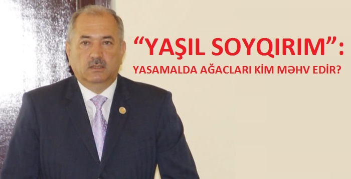 “YAŞIL SOYQIRIM”: YASAMALDA AĞACLARI KİM MƏHV EDİR? – VİDEO + FOTO