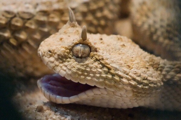 Azərbaycanda əjdaha başlı ilan görənləri şoka saldı - VİDEO