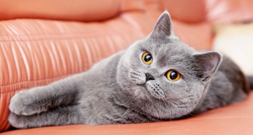 Коты спасли от смерти своих хозяев во время оползня в Италии