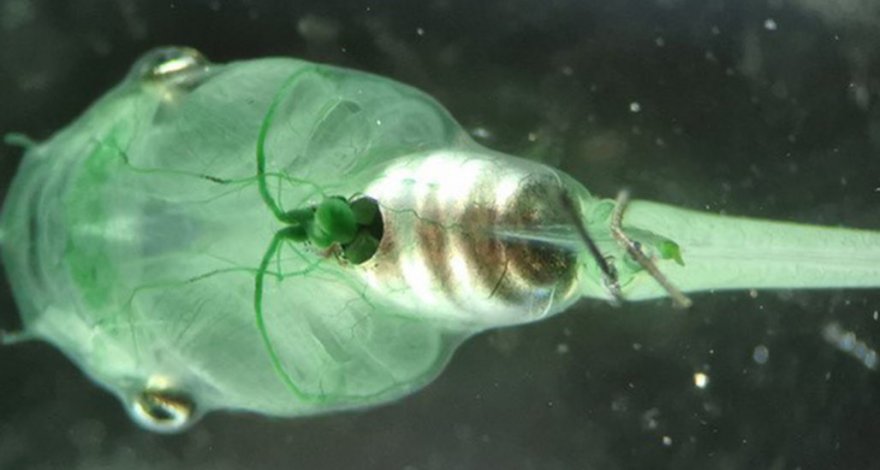 Инъекция водорослей поможет телу вырабатывать кислород на свету