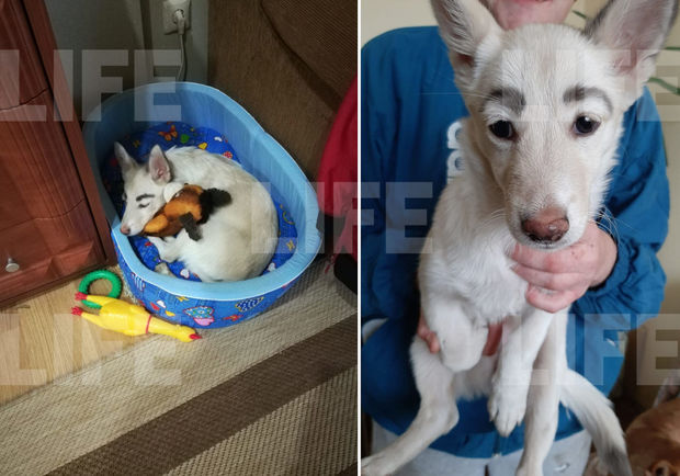 Собаку с необычными бровями окрестили 