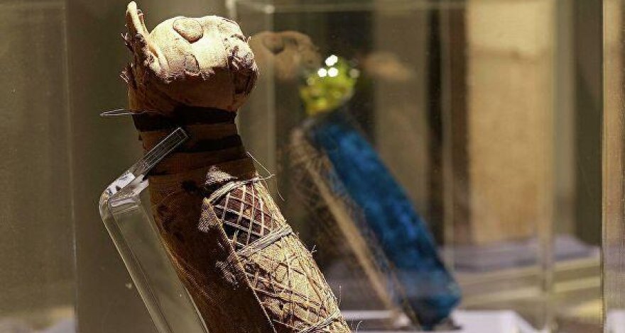 Ученые выяснили, что находится внутри древней мумии кошки