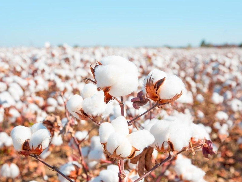 PROQNOZ - Bu il ölkədə pambıq yığımı rekord həddə olacaq