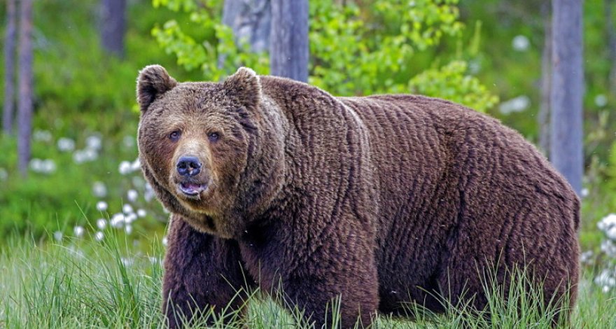 В Габале задержан продавец медвежатины