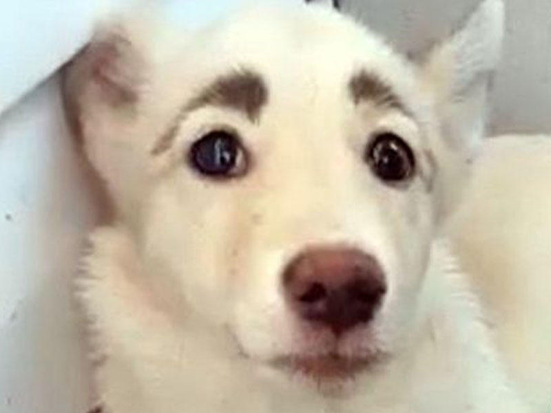 İnsan qaşlı itin şəkli paylaşım rekordu qırır - FOTO