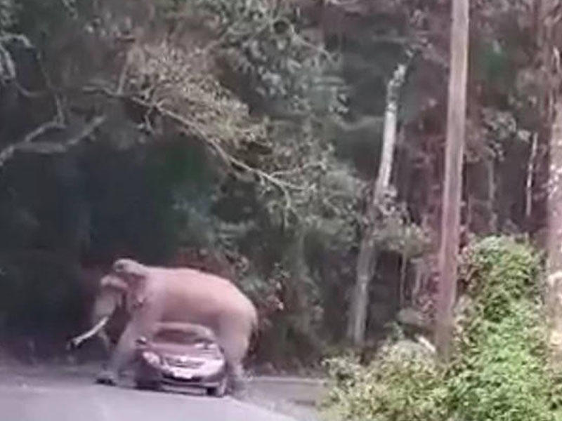 Fil avtomobilin üstünə uzandı - VİDEO