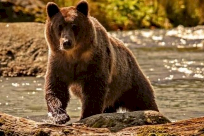 Bu da Azərbaycanda satmağa aparılan ayı ətinin görüntüləri – Video