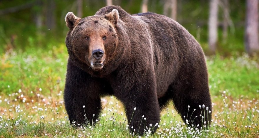 За продажу медвежатины в Габале «охотник» ответит перед государством