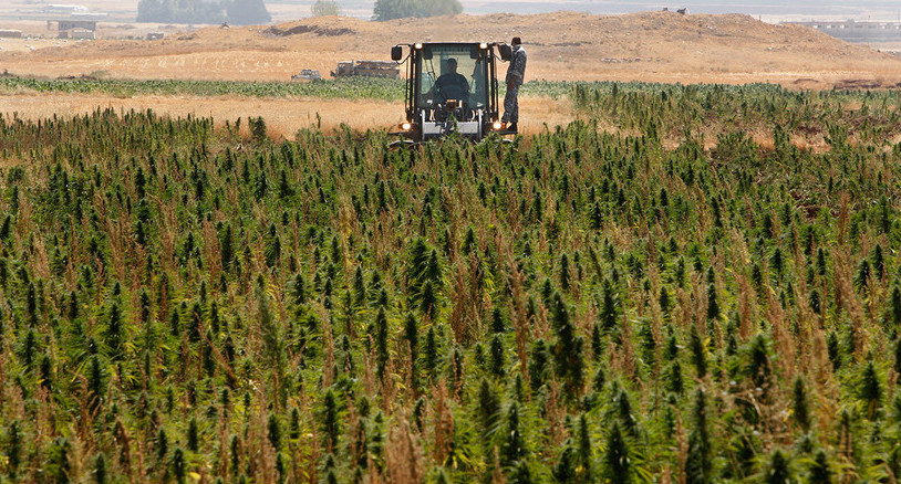 SSRİ çətənə istehsalından necə gəlir götürürdü