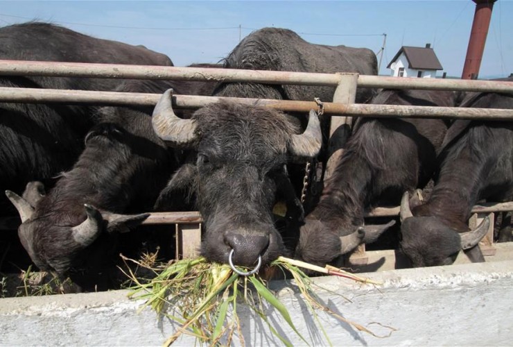 Balaqlar necə bəslənməli?– Fermerlərə tövsiyə