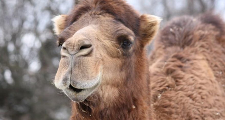 «Корабли пустыни» в Мингячевире: азербайджанец разводит экзотических животных - ВИДЕО