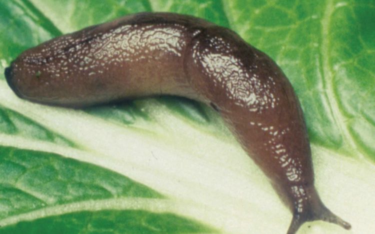 DİQQƏT! İlbizlər QATİL imiş - İldə yüzlərlə insanı ÖLDÜRÜR / Video