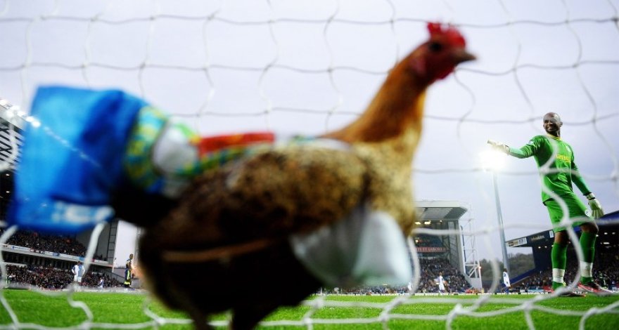 Футболист убил курицу ударом ноги во время матча и был удален – ВИДЕО