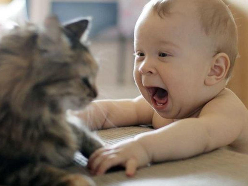 Pişik körpəni ölümdən xilas etdi - VİDEO