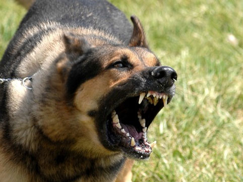 İt qadını ağzından dişləyib - Göyçayda