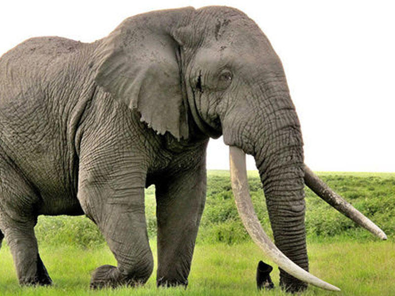 Fil turistlərin gözü qarşısında ərazisinə gələn begemota dərs verdi - VİDEO