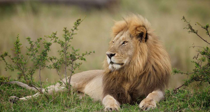 Беззаботный кабан разбудил четырех львов и остался жив - ВИДЕО