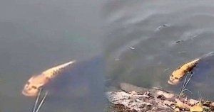 İnsan simalı balıq görənləri şoka saldı - VİDEO