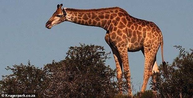 13 turisti daşıyan mikroavtobusun üstünə zürafə düşdü - FOTO