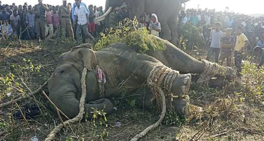 В Индии поймали слона по кличке бен Ладен, убившего пять человек