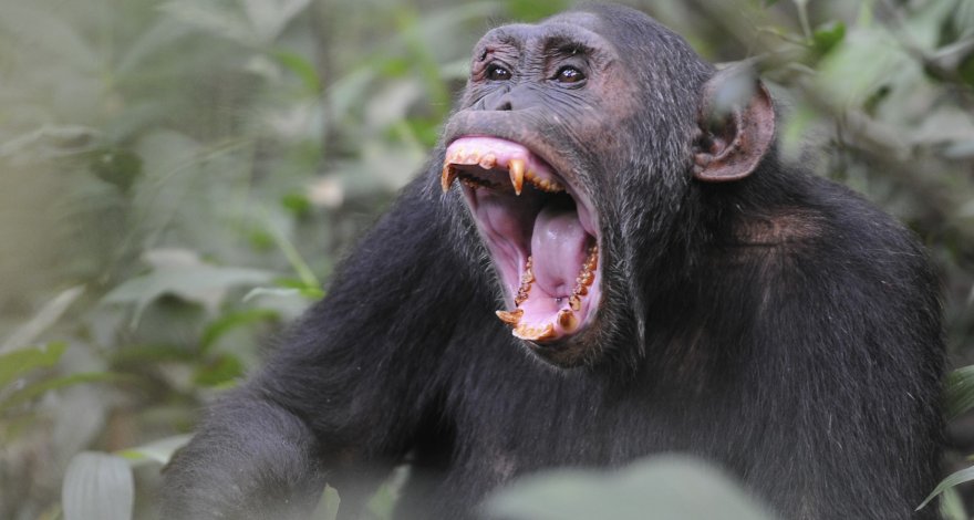В Уганде шимпанзе начали войну против крестьян, вырубающих леса