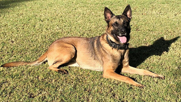 Военного кинолога загрызли собственные овчарки - ФОТО