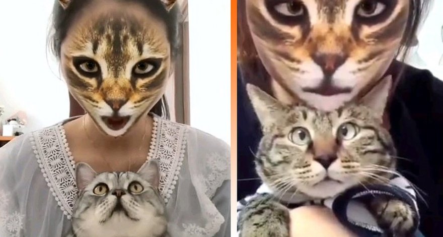 Кошкам показали кошачьи фильтры для соцсетей. Ужас в глазах через 3, 2, 1… - ВИДЕО