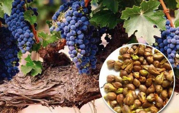 Üzümün tumu Moskva sakininin həyatına son qoydu