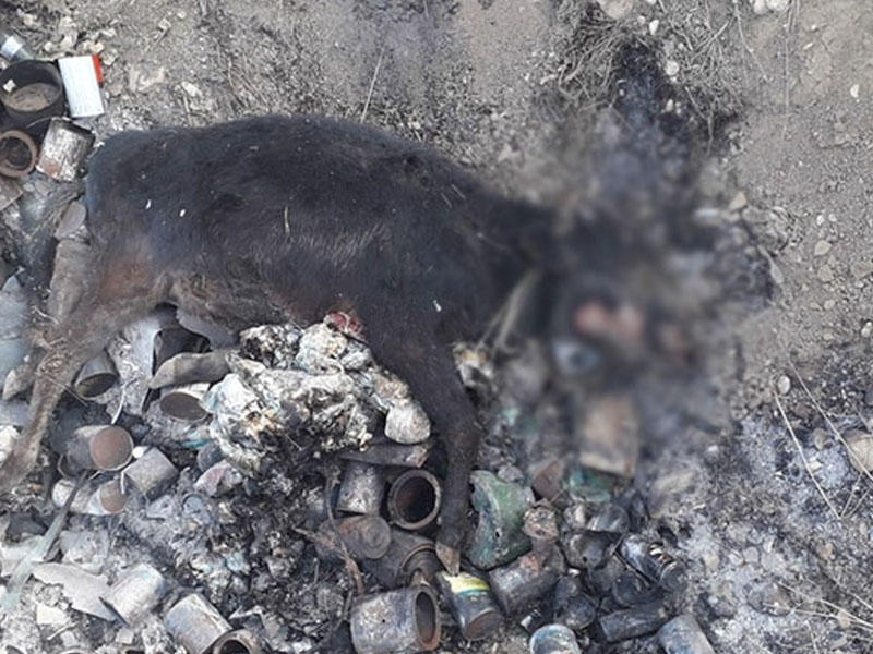 Göyçayda heyvanlar arasında ciddi xəstəlik yayılıb - FOTO