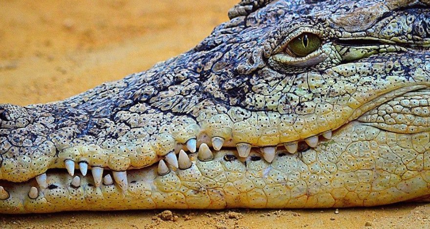 Мужчина в одних шортах четыре дня выживал в кишащем крокодилами лесу