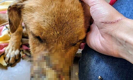 İti insanların gözü qarşısında güllələdi — Azərbaycanda vəhşilik – FOTO