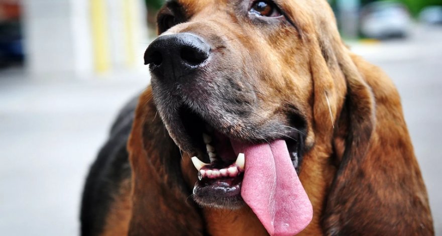 Мужчина умер после того, как его облизал питомец