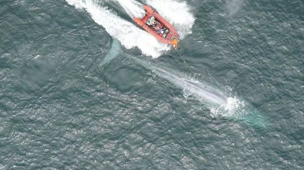 Alimlər yer üzündəki ən böyük heyvanın nəbzini ölçdülər