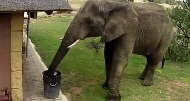 İnsanları utandıran görüntülər-Fil yerdəki zibili toplayıb zibil qabına atdı