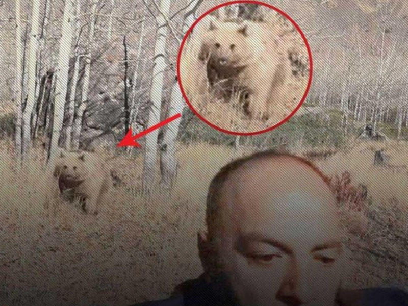 Türkiyədə ayı reportyora hücum elədi - ANBAAN VİDEO