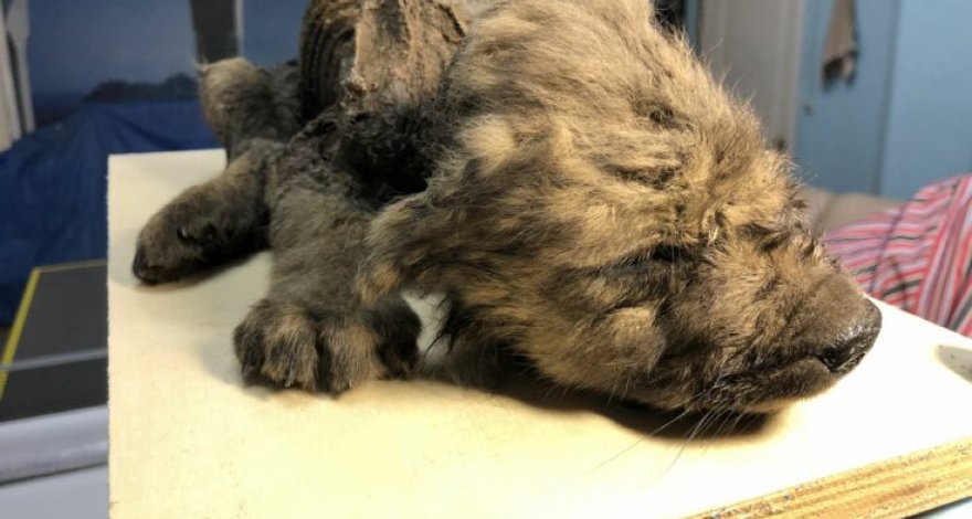 Обнаруженного в Сибири щенка назвали самой древней собакой в мире - ФОТО