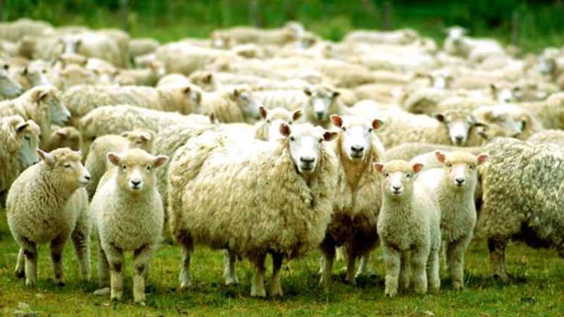 Qoyun öldü, quzu “ana” deyə mələməyə başladı - Video