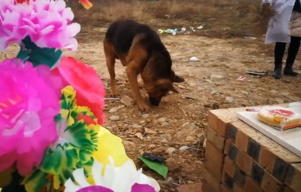 Верная собака пыталась 