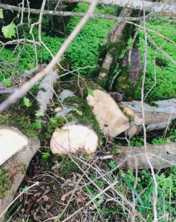 Masallıda dəhşətli “ekoloji terror” hökm sürür - NAZİRƏ MÜRACİƏT