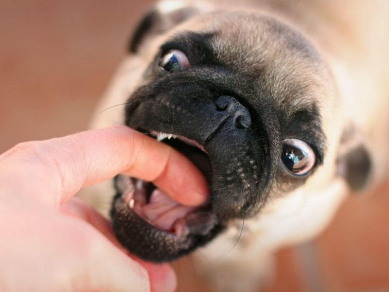 Küçə itinin dişlədiyi kişinin gözündən iri qurd çıxarıldı - Tibdə kuryoz