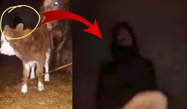 Bu şəkil hər kəsi qorxutdu - FOTOLAR