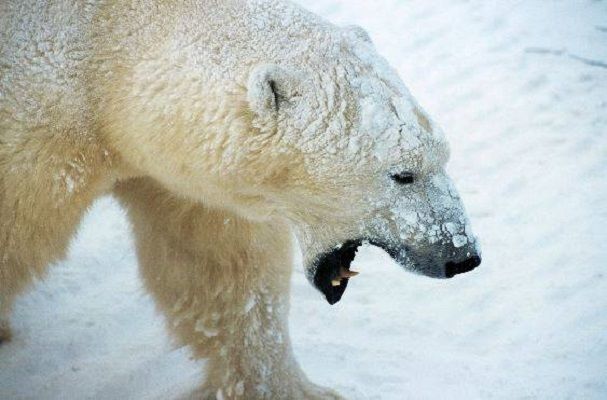 Çukotkada ağ ayını əfsanəvi tanka çevirdilər - VİDEO