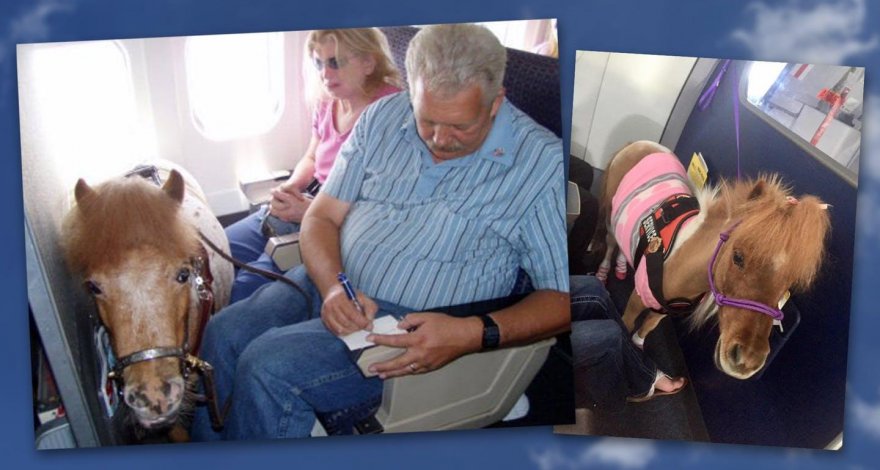 Пользователей соцсети возмутил пони в салоне самолета