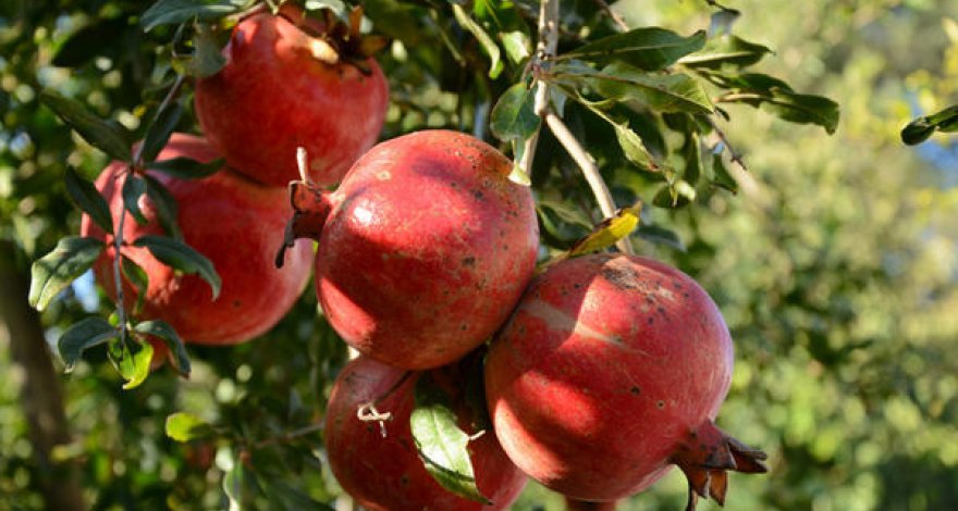 В Азербайджане увеличат сорта граната